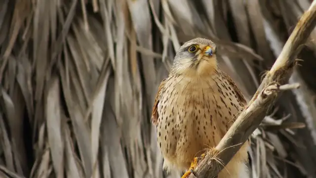 'Video thumbnail for Hawks of Florida: Diverse Raptors in the Sunshine State'