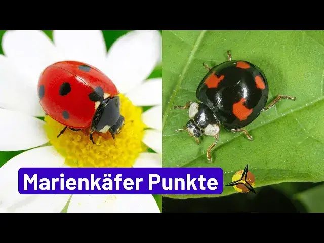'Video thumbnail for Marienkäfer: Was bedeuten die Punkte auf dem Rücken?'