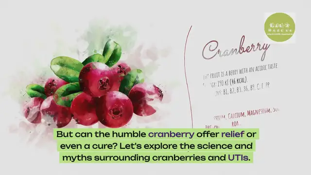 'Video thumbnail for Cranberries vs. UTIs: Unveiling the Truth - Does It Really Work?'