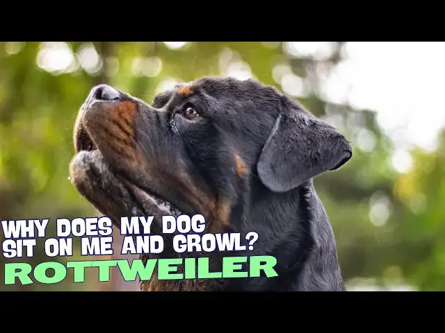 'Video thumbnail for Why Does My Rottweiler Sit on Me and Growl? ππ―'