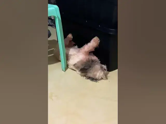 'Video thumbnail for Best Award Of Sleeping Goes To Lala.'