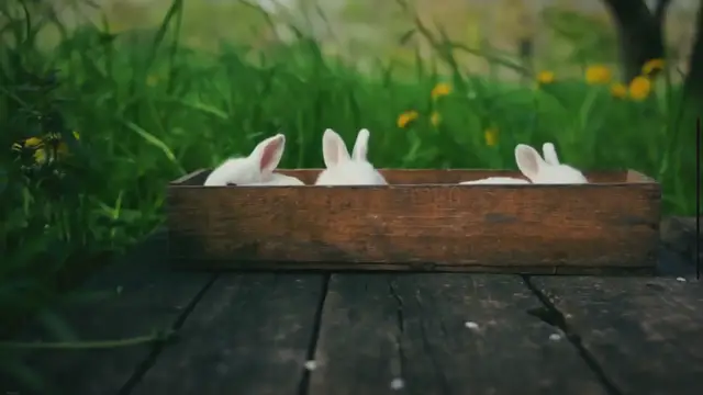 Does Rabbit Poop Smell Debunking The Myth does-rabbit-poop-smell-debunking-the-myth