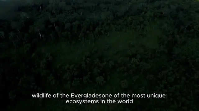 'Video thumbnail for Wildlife of the Everglades'