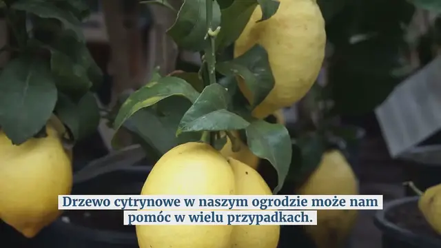'Video thumbnail for Cytryny, podlewaj je w ten sposób: jesienią będą duże i soczyste | Zawsze robiliśmy to źle!'