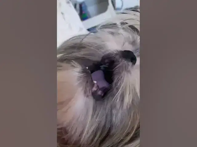 'Video thumbnail for Lala Really Hates To Take A Bath | #cuteshihtzu #shihtzu #puppy'