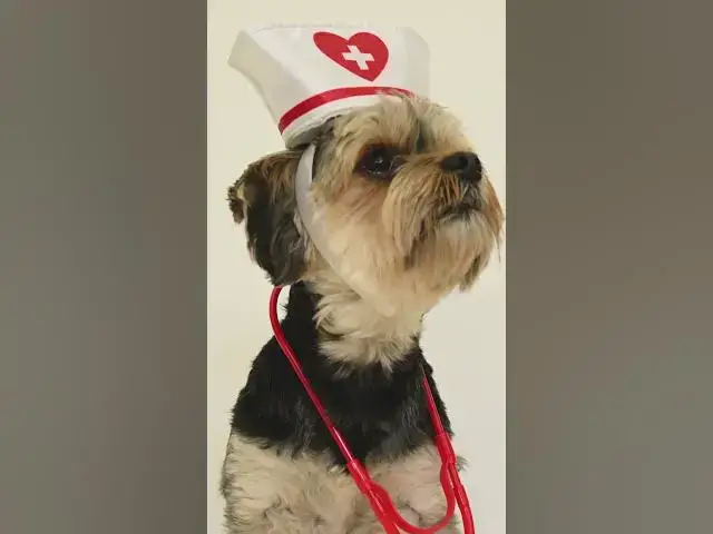'Video thumbnail for Need a dog for emergency care?'