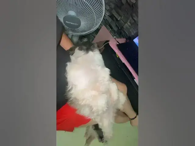 'Video thumbnail for K-Drama With The Clingy Bella | Cute Clingy Shih Tzu #shihtzu #cuteshihtzu'