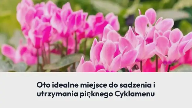 'Video thumbnail for W domu czy na balkonie? Oto idealne miejsce do sadzenia i utrzymania pięknego Cyklamenu'