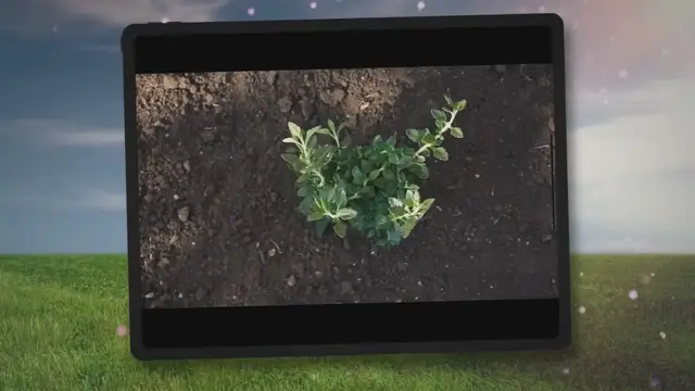 'Video thumbnail for Unveiling the Truth: Is Sulfur Water Harming Your Plants? Discover the Effects and Debunked Myths!'
