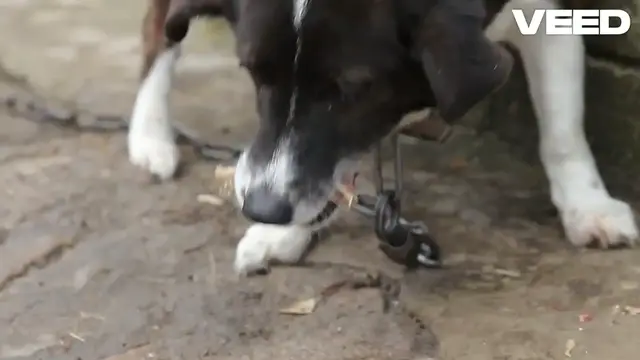 'Video thumbnail for Switching to Fresh Dog Food_ Wow! Fresh Pet Dog Food'