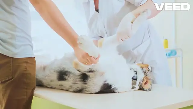 'Video thumbnail for Why Pet Insurance is Essential Now (Why Pet Insurance Matters)'
