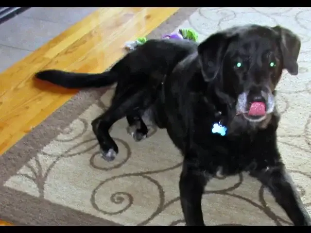 'Video thumbnail for Easy Dog Trick: Dog Licks His Lips On Command (So Less Drool To Clean Up!)'