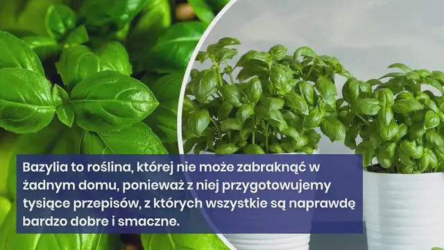 'Video thumbnail for Świeża i nieskończona bazylia, dzięki temu trikowi nie będziesz już musiał jej kupować'