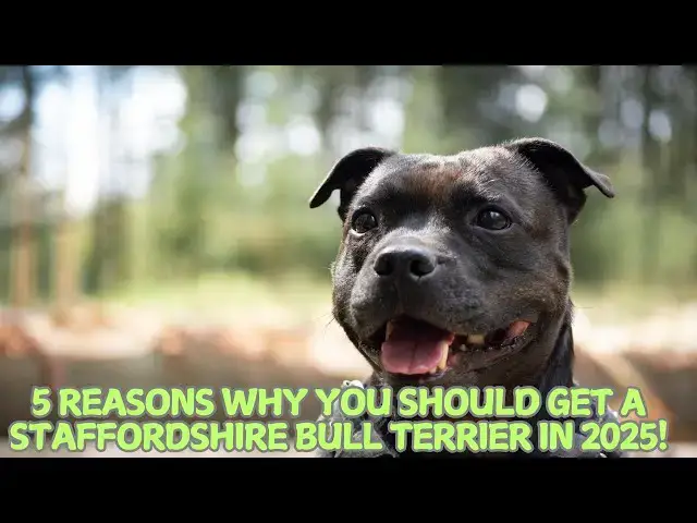 'Video thumbnail for 5 Reasons Why You Should Get a Staffordshire Bull Terrier in 2025! π'