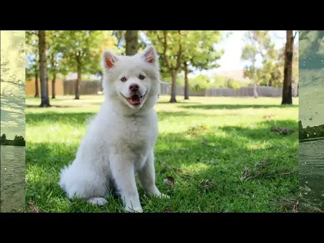 'Video thumbnail for Do Dogs Understand Death? Exploring Canine Grief and Loss'