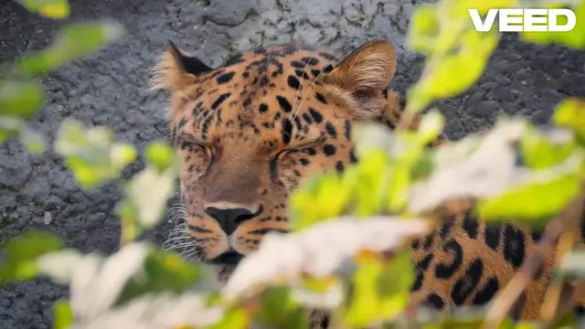 'Video thumbnail for Endangered Wonders_ Protecting Our Planet's Rarest'