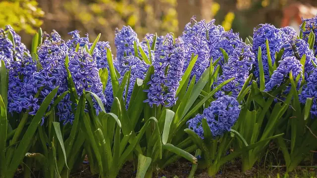 'Video thumbnail for Caring for Hyacinth Bulbs After Flowering in Water'