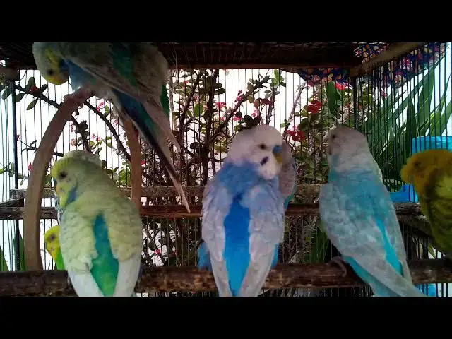 'Video thumbnail for Budgie Flock Sing Along   Magical Birdsong Symphony#BirdChoir #NatureMusic'