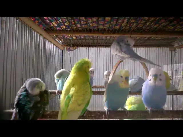 'Video thumbnail for Tiny Budgie, Big Love 💘🐤  Sweetest Sounds You’ll Hear Today'