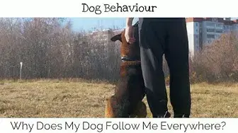 'Video thumbnail for Why Does My Dog Follow Me Everywhere'