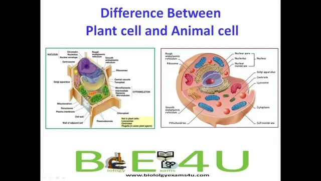 'Video thumbnail for 5 Major Differences Between Animal cell and Plant Cell'