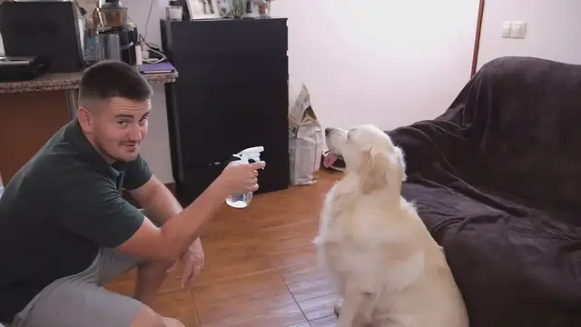 'Video thumbnail for Dog Funny Video'