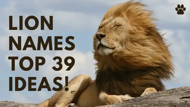 'Video thumbnail for Lion Names 39 TOP & BEST & Names Ideas'