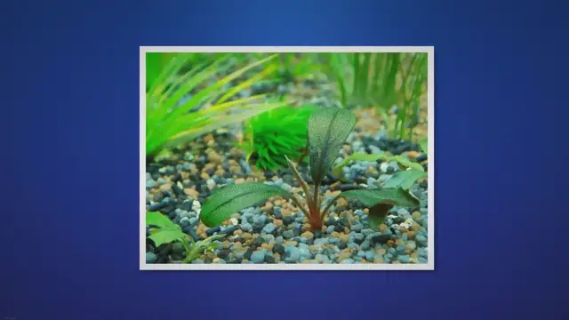 'Video thumbnail for How to Grow Bucephalandra Emersed: Step-by-Step Guide'
