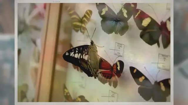 'Video thumbnail for Are Framed Butterflies Cruel?'
