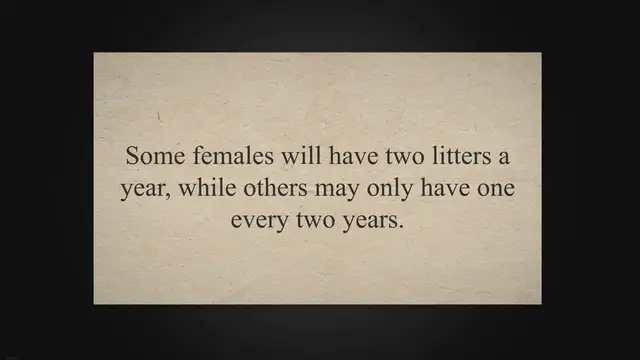 'Video thumbnail for How many Litters can a Miniature Dachshund Have? | Dachshund'