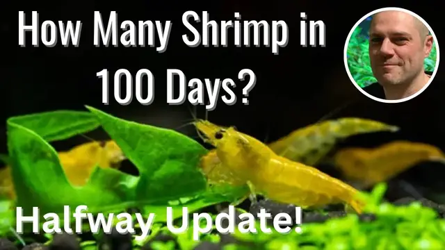 'Video thumbnail for 100 Day Shrimp Breeding Challenge - Halfway Point Update'