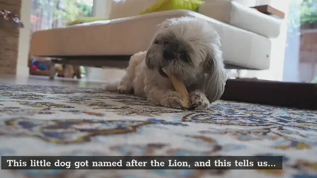 'Video thumbnail for Are Shih Tzus Playful'