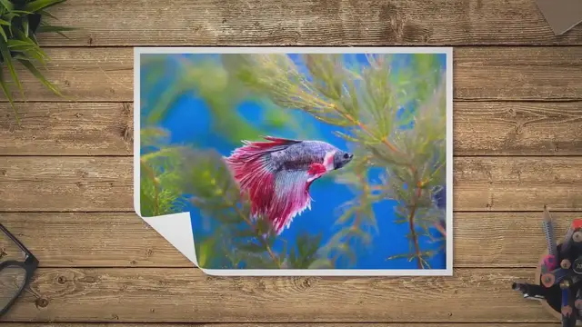 'Video thumbnail for How Often Do You Clean a Betta Fish Tank'