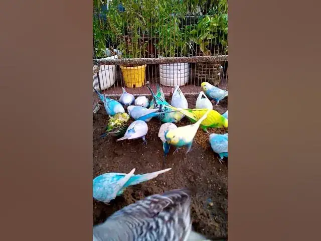 'Video thumbnail for This Amazon bird toy is SO COOL#birds#parrot #birdslover #budgis #lovebirds #budgiegar #cute #health'