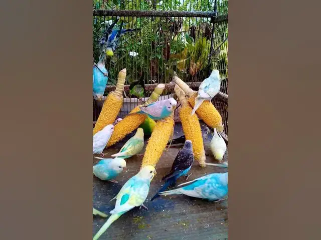 'Video thumbnail for This Amazon bird toy is SO COOL#birds#parrot #birdslover #budgis #lovebirds #budgiegar #cute #health'