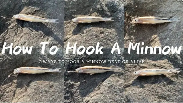 'Video thumbnail for How To Hook A Minnow 7 Ways - Seven Best Ways To Hook A Minnow Dead Or Alive'