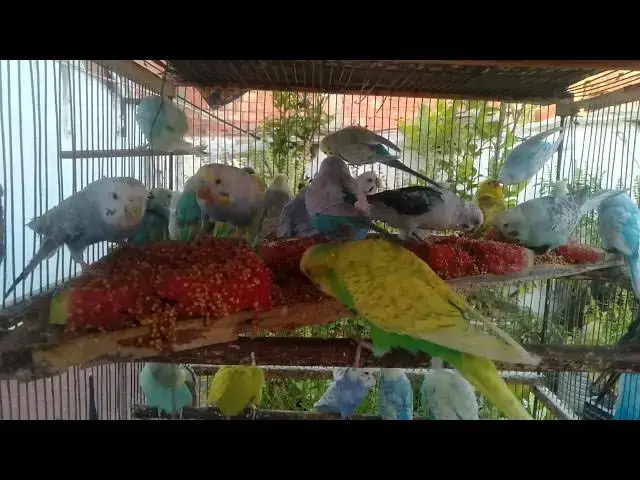 'Video thumbnail for Funny Budgie Couple Goals 💑🎶  Cuteness + Love = Happiness'