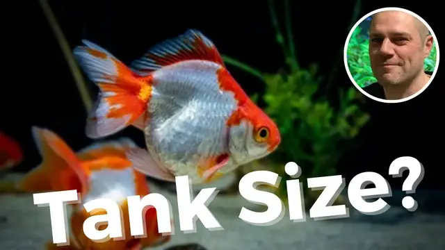 'Video thumbnail for What Size Tank For Fancy Goldfish? - WHAT IS THE IDEAL SIZE AQUARIUM FOR YOUR FANCY GOLDFISH?'