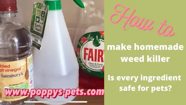 'Video thumbnail for How to Make Your Own Weed Killer and is it Toxic or Safe for Pets?'