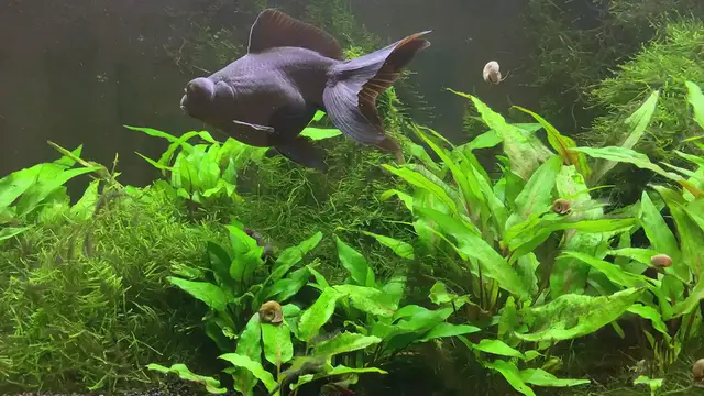 'Video thumbnail for Fantail Goldfish'
