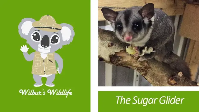 'Video thumbnail for The Sugar Glider'