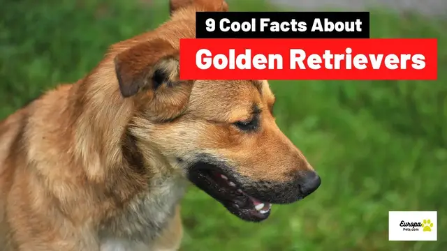 'Video thumbnail for 9 Amazing Facts About Golden Retriever'