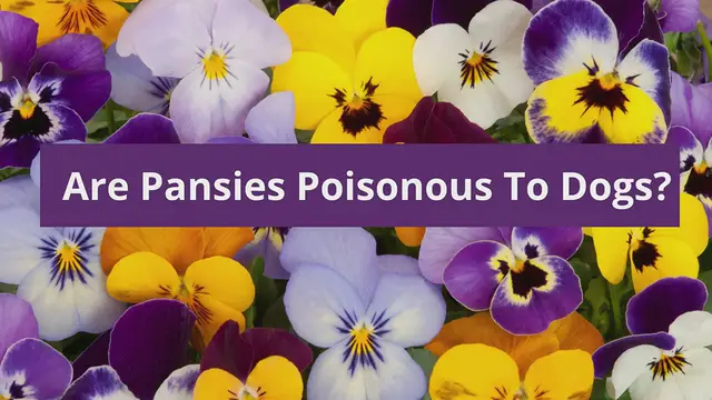 'Video thumbnail for Are Pansies Poisonous To Dogs? Lets Learn!'