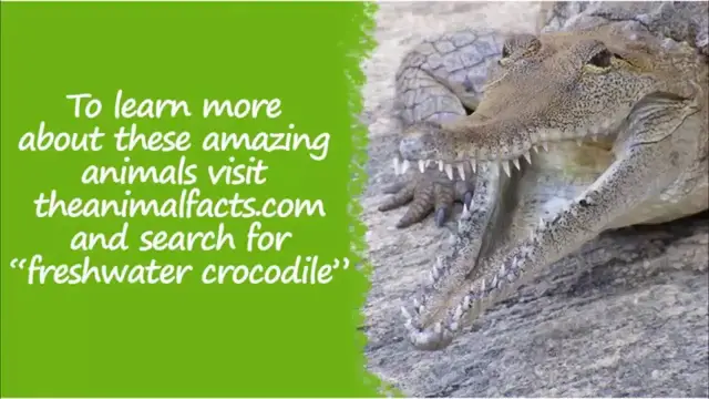 'Video thumbnail for Freshwater crocodile'