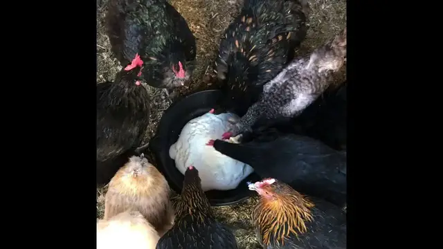 'Video thumbnail for Chickens Enjoying Some Plain Yogurt'