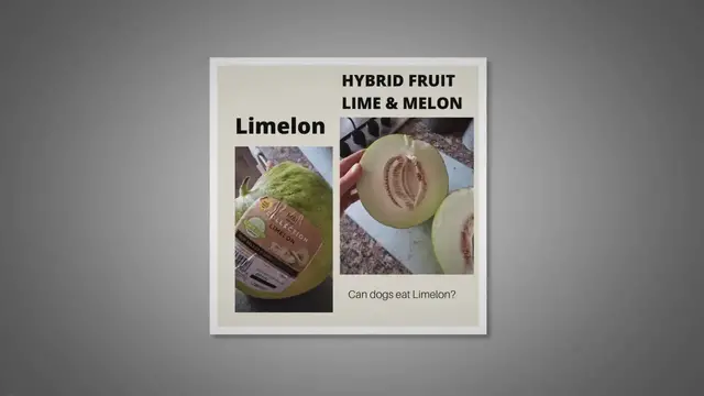 'Video thumbnail for Can Dogs Eat Limelon Hybrid Fruit?'