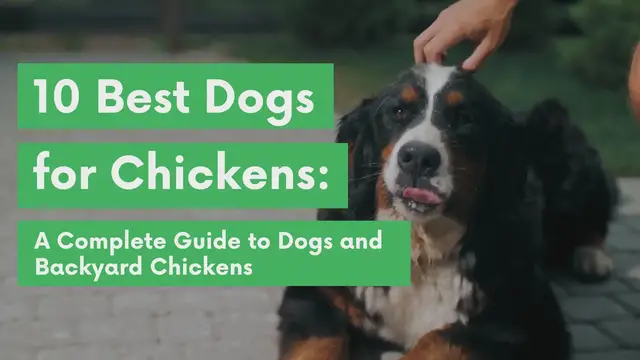 'Video thumbnail for 10 Best (and Worst) Dog Breeds for Chickens'