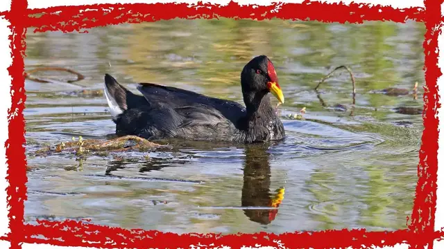'Video thumbnail for Red-fronted Coot (Fulica rufifrons) Call| Red Fronted Coot Sound & Song | Red-fronted Coot Video'