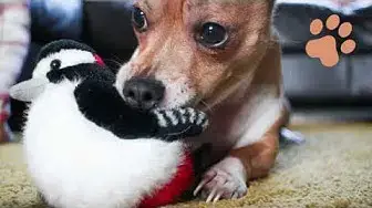 'Video thumbnail for Jack Russell Chihuahua Mix'