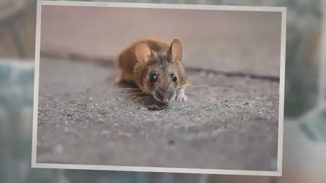 'Video thumbnail for How Many Mice Are in Your House? 4 Ways To Estimate'